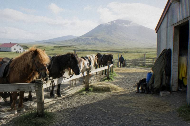 Wide view across a farmyard in south Iceland at bright hazy noon, saddled Icelandic horses tied to a timber fence, a green volcano in the haze, boots and rain gear piled by a corrugated shed door, hay scattered on gravel.