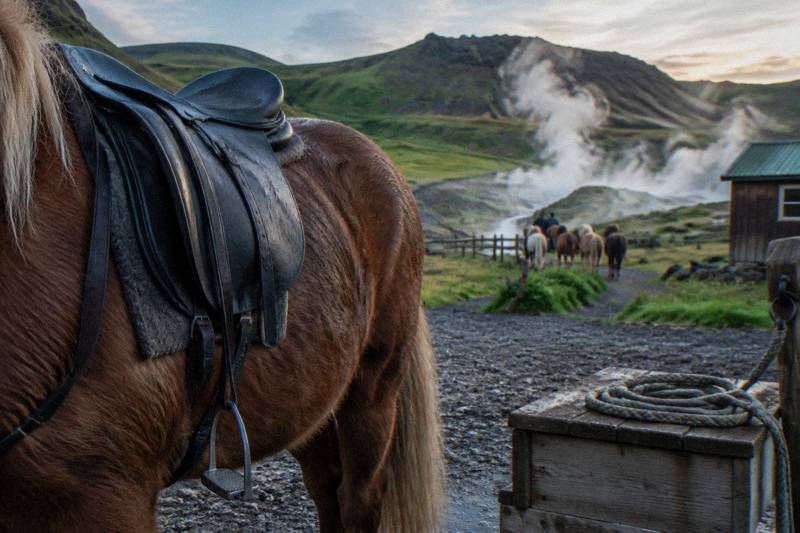 Close view along a saddled Icelandic horse's flank on a farm in Iceland, geothermal steam rising behind grassy hills near Hveragerði, pale green summer evening light, wet straps, a coiled rope left on the timber mounting block.